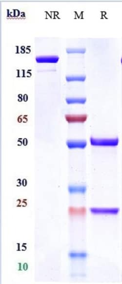 Invitrogen Camrelizumab Recombinant Monoclonal Antibody 100 &mu;g:Antibodies,