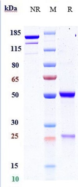 Invitrogen PDGF-B Biosimilar Recombinant Monoclonal Antibody:Antibodies:Primary