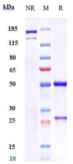 Invitrogen Avelumab Recombinant Monoclonal Antibody 100 &mu;g; Unconjugated:Anticorps,