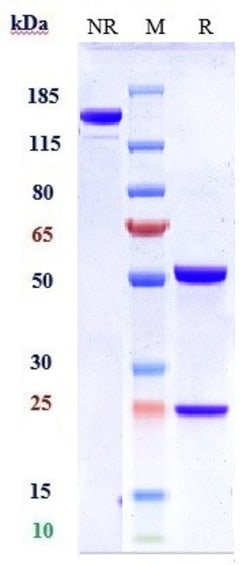 Invitrogen Atezolizumab Recombinant Monoclonal Antibody:Antibodies:Primary