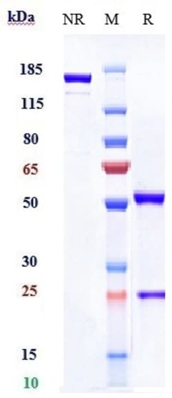 Invitrogen Durvalumab Recombinant Monoclonal Antibody 100 &mu;g; Unconjugated:Antibodies,