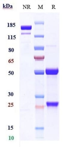 Invitrogen PMEL Biosimilar Recombinant Monoclonal Antibody 1 mg; Unconjugated:Antikörper