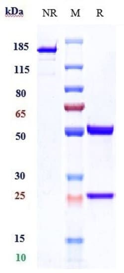 Invitrogen Neihulizumab Recombinant Monoclonal Antibody 100 &mu;g; Unconjugated:Antibodies,