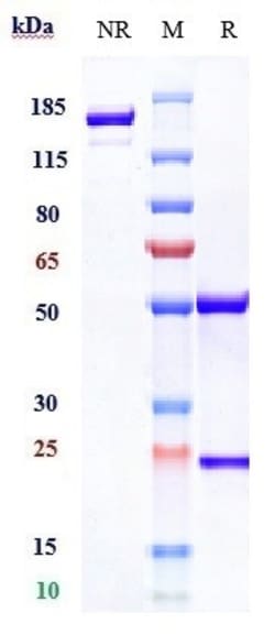Invitrogen Rosopatamab Recombinant Monoclonal Antibody 1 mg; Unconjugated:Antibodies,