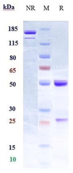 Invitrogen Elezanumab Recombinant Monoclonal Antibody 1 mg; Unconjugated:Antibodies,