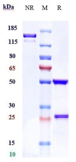 Invitrogen Zilovertamab Recombinant Monoclonal Antibody:Antibodies:Primary