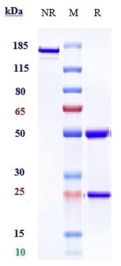 Invitrogen SIGLEC15 Biosimilar Recombinant Monoclonal Antibody:Anticorps:Anticorps