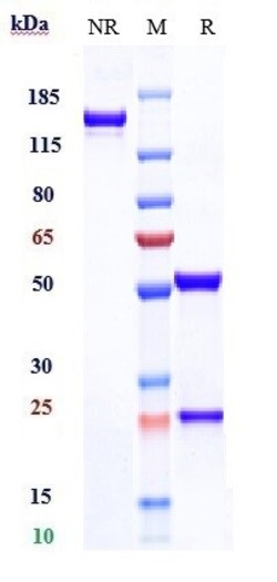 Invitrogen Tiragolumab Recombinant Monoclonal Antibody 100 &mu;g; Unconjugated:Antibodies,