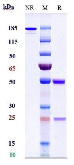 Invitrogen Adalimumab Recombinant Monoclonal Antibody 1 mg; Unconjugated:Antibodies,