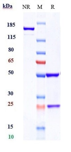 Invitrogen Ramucirumab Recombinant Monoclonal Antibody 100 &mu;g; Unconjugated:Antibodies,
