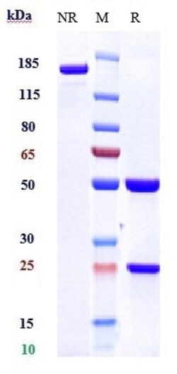 Invitrogen Urelumab Recombinant Monoclonal Antibody 1 mg; Unconjugated:Antibodies,