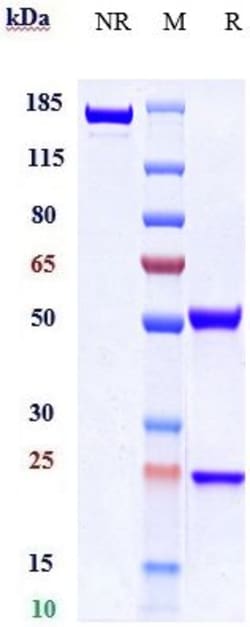 Invitrogen ACVR2A Biosimilar Recombinant Monoclonal Antibody:Antikörper:Primärantikörper
