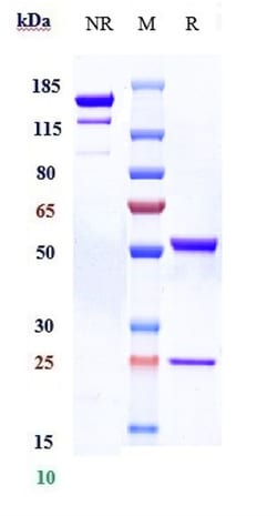 Invitrogen Bimagrumab Recombinant Monoclonal Antibody 100 &mu;g; Unconjugated:Anticorps,