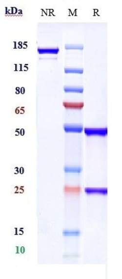 Invitrogen Praluzatamab Recombinant Monoclonal Antibody 100 &mu;g:Antibodies,