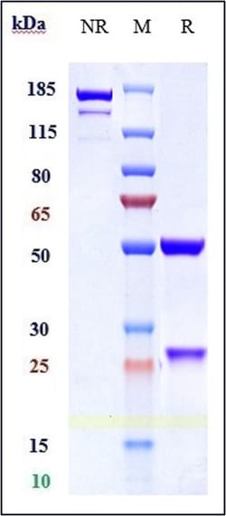 Invitrogen Cinpanemab Recombinant Monoclonal Antibody:Antibodies:Primary