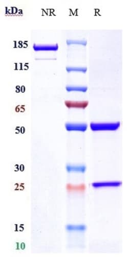 Invitrogen Prasinezumab Recombinant Monoclonal Antibody 100 &mu;g; Unconjugated:Antibodies,