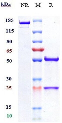 Invitrogen Nesvacumab Recombinant Monoclonal Antibody:Antibodies:Primary
