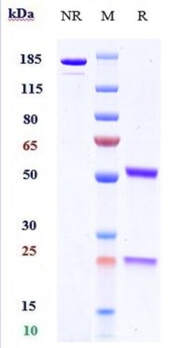 Invitrogen Dezamizumab Recombinant Monoclonal Antibody:Antibodies:Primary