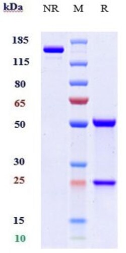 Invitrogen APRIL Biosimilar Recombinant Monoclonal Antibody 1 mg; Unconjugated:Antibodies,