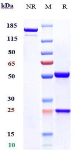 Invitrogen Enoblituzumab Recombinant Monoclonal Antibody:Antibodies:Primary