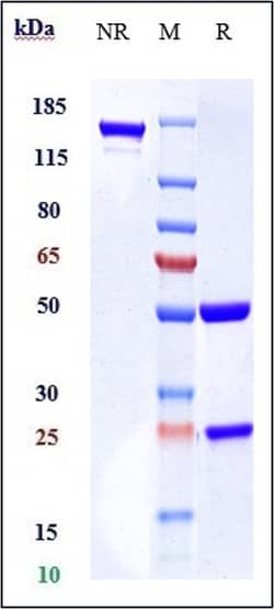 Invitrogen BCL-2 Biosimilar Recombinant Monoclonal Antibody:Antibodies:Primary