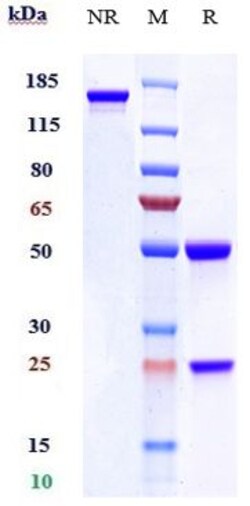Invitrogen KLB Biosimilar Recombinant Monoclonal Antibody 100 &mu;g; Unconjugated:Antibodies,