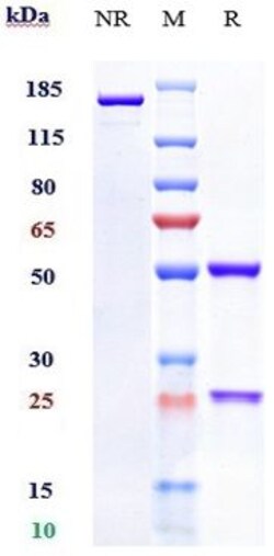 Invitrogen Sutimlimab Recombinant Monoclonal Antibody 100 &mu;g, Unconjugated:Anticorps,