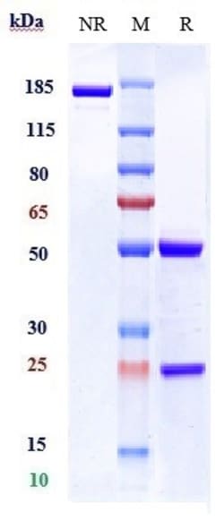 Invitrogen C5AR1 Biosimilar Recombinant Monoclonal Antibody:Antibodies:Primary