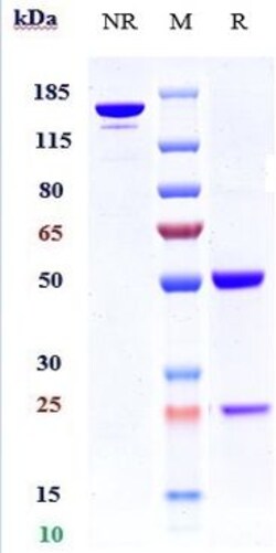 Invitrogen K-cadherin Biosimilar Recombinant Monoclonal Antibody 1 mg;