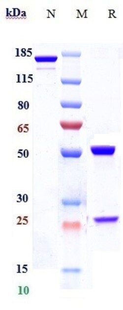 Invitrogen Plozalizumab Recombinant Monoclonal Antibody:Antibodies:Primary