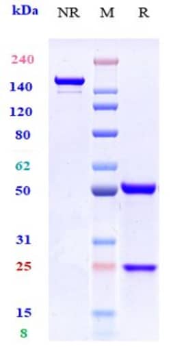 Invitrogen CCR7 Biosimilar Recombinant Monoclonal Antibody 1 mg; Unconjugated:Antibodies,