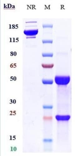Invitrogen CD123 Biosimilar Recombinant Monoclonal Antibody 100 &mu;g;