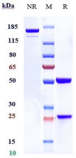 Invitrogen Talacotuzumab Recombinant Monoclonal Antibody:Antibodies:Primary