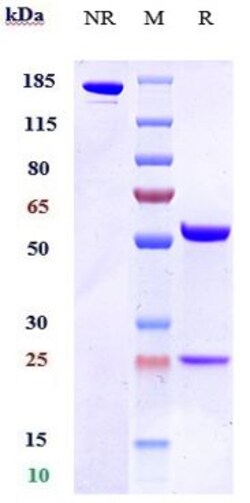 Invitrogen CD200R Biosimilar Recombinant Monoclonal Antibody 1 mg; Unconjugated:Antibodies,