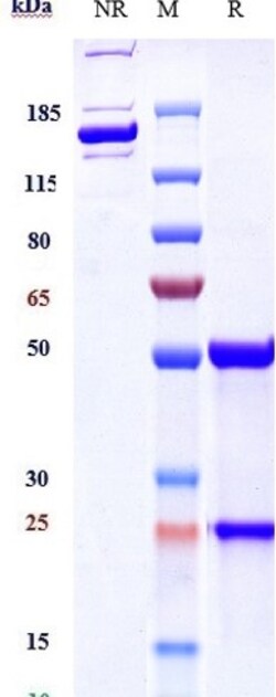 Invitrogen Basiliximab Recombinant Monoclonal Antibody 1 mg; Unconjugated:Antibodies,
