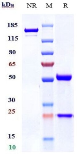 Invitrogen Belantamab Recombinant Monoclonal Antibody:Antibodies:Primary