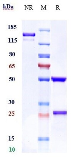 Invitrogen CD32a (FCGR2A) Biosimilar Recombinant Monoclonal Antibody 1