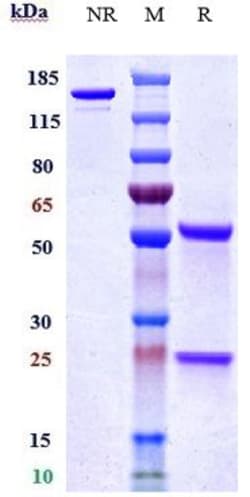 Invitrogen Bleselumab Recombinant Monoclonal Antibody 1 mg; Unconjugated:Antibodies,