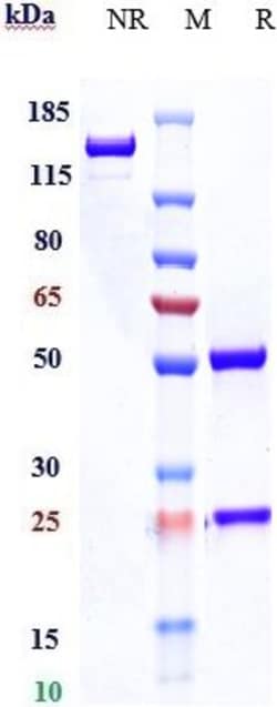 Invitrogen Magrolimab Recombinant Monoclonal Antibody 100 &mu;g:Antibodies,