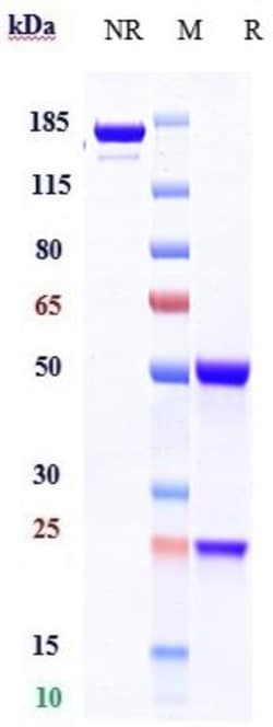 Invitrogen Polatuzumab Recombinant Monoclonal Antibody 1 mg; Unconjugated:Antibodies,