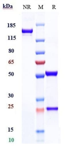 Invitrogen CDCP1 Biosimilar Recombinant Monoclonal Antibody:Antibodies:Primary
