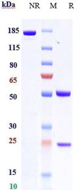 Invitrogen CCL20 Biosimilar Recombinant Monoclonal Antibody 100 &mu;g;
