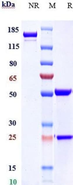Invitrogen Claudin 6 Biosimilar Recombinant Monoclonal Antibody 1 mg; Unconjugated:Antibodies,