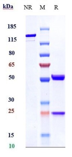 Invitrogen CLEC14A Biosimilar Recombinant Monoclonal Antibody:Antibodies:Primary
