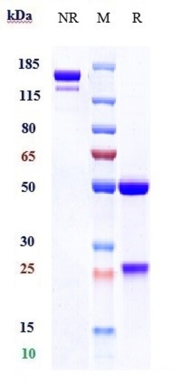 Invitrogen Cabiralizumab Recombinant Monoclonal Antibody 100 &mu;g; Unconjugated:Antikörper