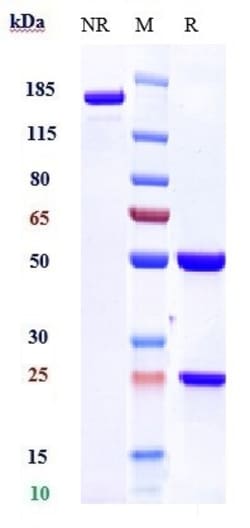 Invitrogen CAR Biosimilar Recombinant Monoclonal Antibody 1 mg; Unconjugated:Antibodies,