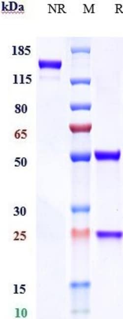 Invitrogen DC-SIGN (CD209) Biosimilar Recombinant Monoclonal Antibody:Antibodies:Primary