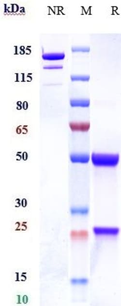 Invitrogen Dectin 1 (Clec7a) Biosimilar Recombinant Monoclonal Antibody:Anticuerpos:Anticuerpos