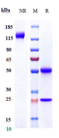 Invitrogen Demcizumab Recombinant Monoclonal Antibody:Antikörper:Primärantikörper