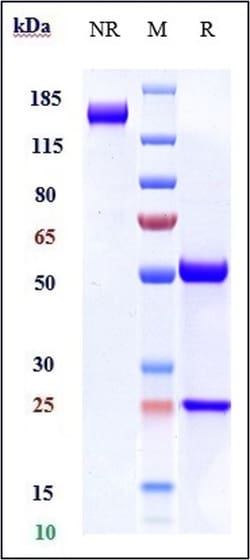 Invitrogen Navicixizumab Recombinant Monoclonal Antibody 1 mg; Unconjugated:Antikörper
